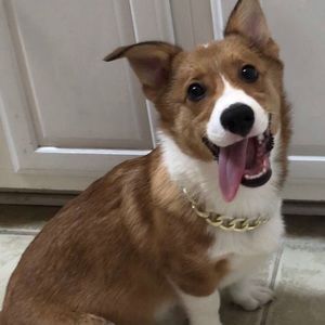 Meet your Posher, Audrey